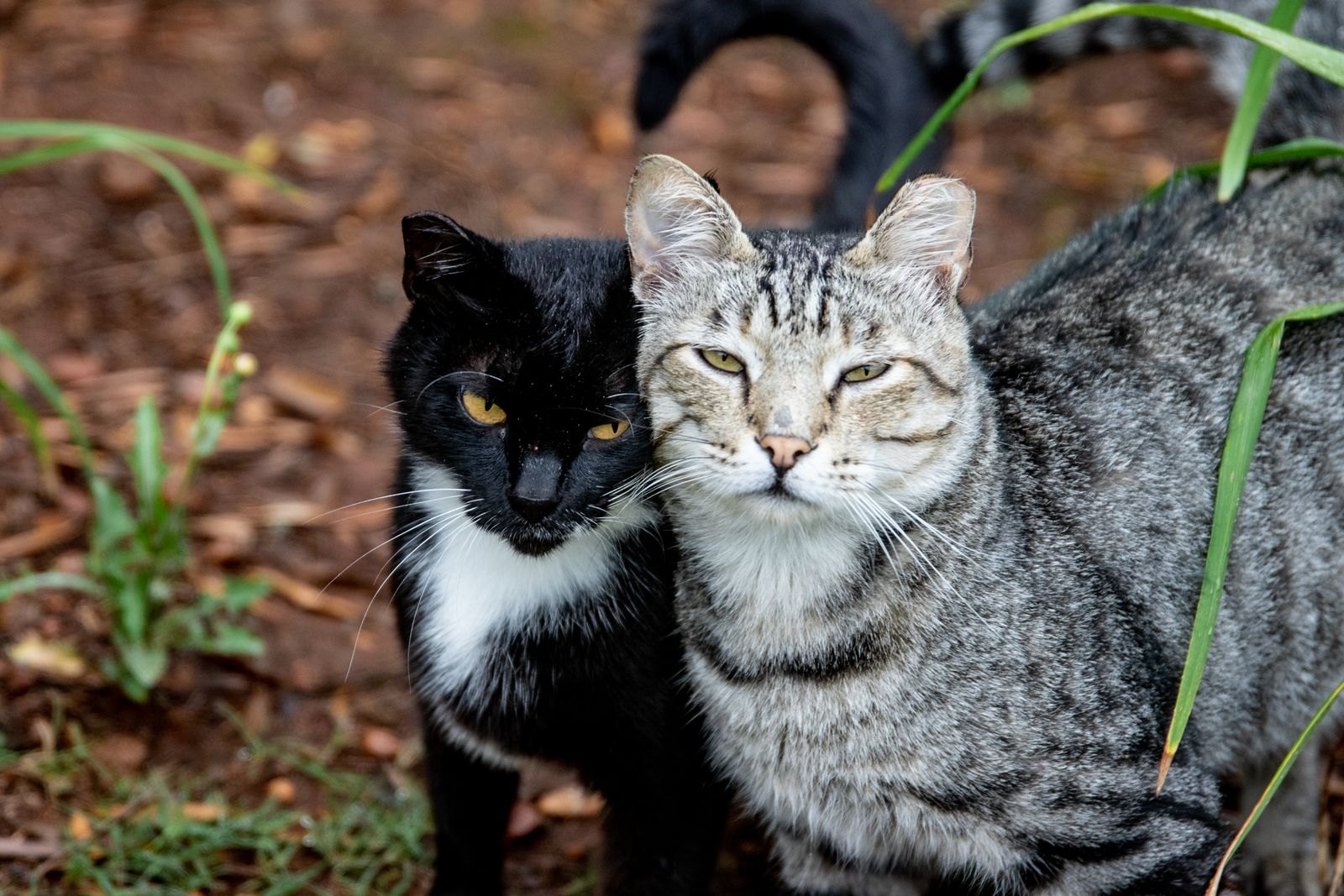 Dos gatos, uno blanco y negro y otro atigrado gris, con las cabezas muy juntas al aire libre