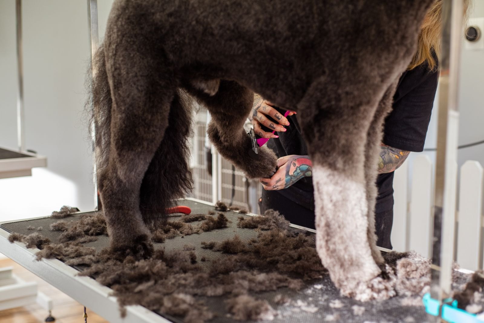 Perro de pelo rizado y apelmazado siendo aseado sobre una mesa de peluquería canina