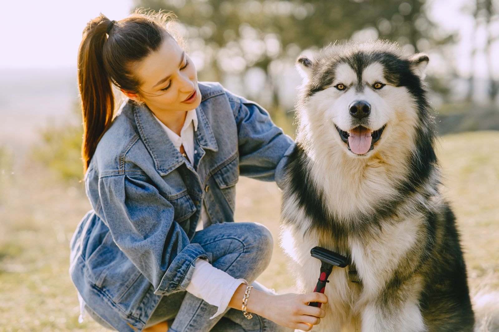 Mujer cepillando el subpelo de un perro de doble capa al aire libre