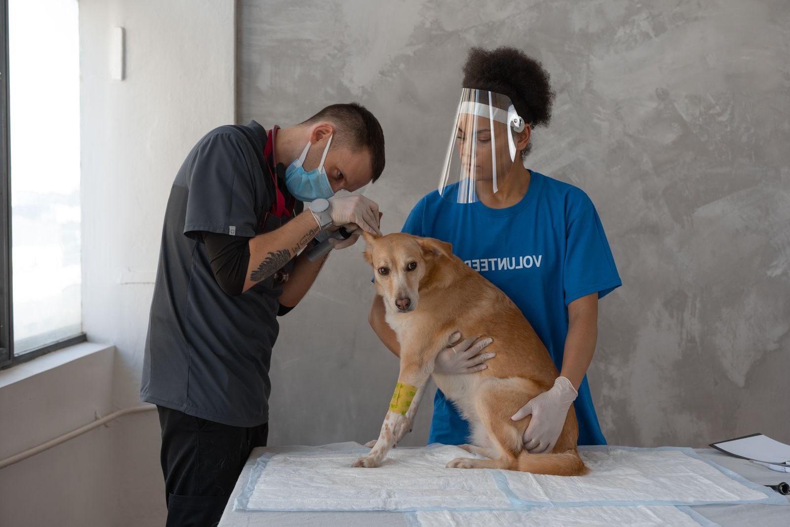 Profesional examinando con cuidado el oído de un perro durante una revisión
