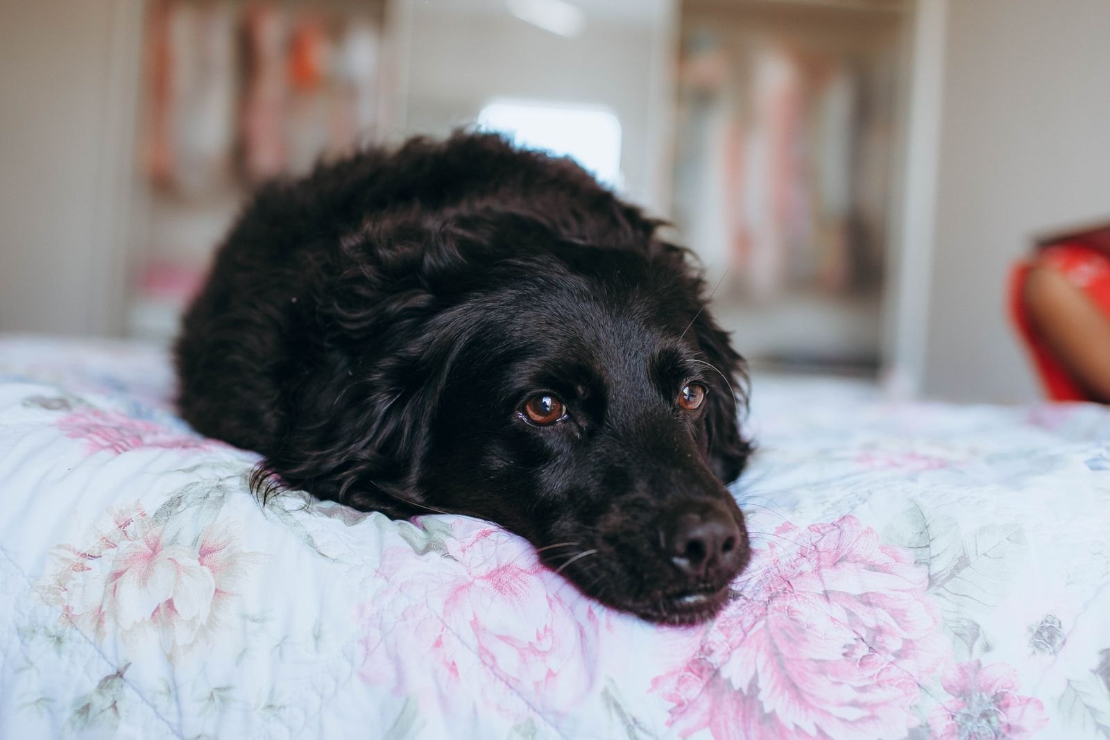 Perro negro tumbado y relajado sobre una cama con funda floral en un dormitorio de casa