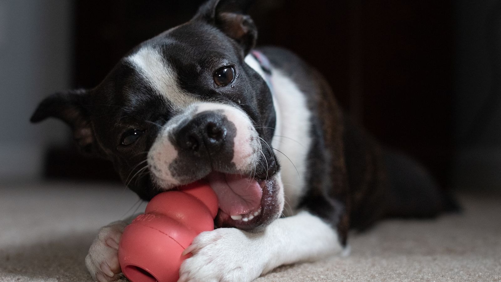 Perro mordisqueando un juguete Kong relleno de color rojo para calmarse tras la excitación