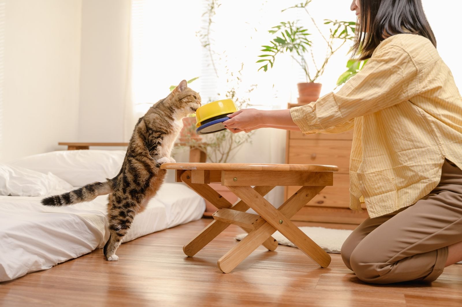 4 Datos Sobre el Pienso de Gatito Que la Etiqueta Confirma