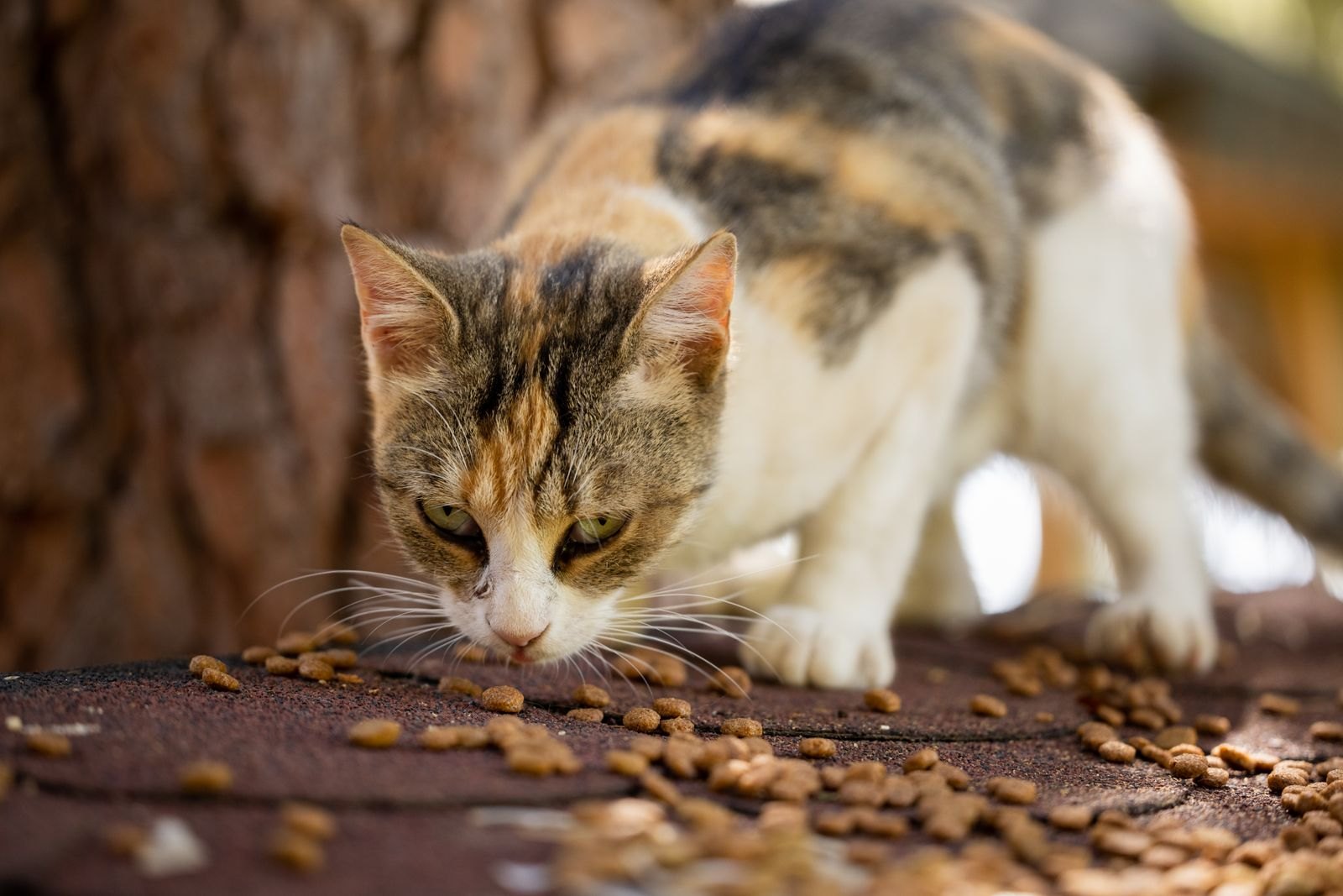 Gato comiendo croquetas de pienso esparcidas sobre una superficie de madera