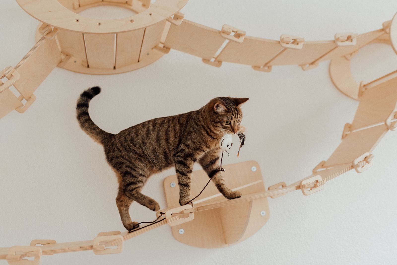 ¿Por Qué Mi Gato Me Trae Ratones y Juguetes de Regalo?