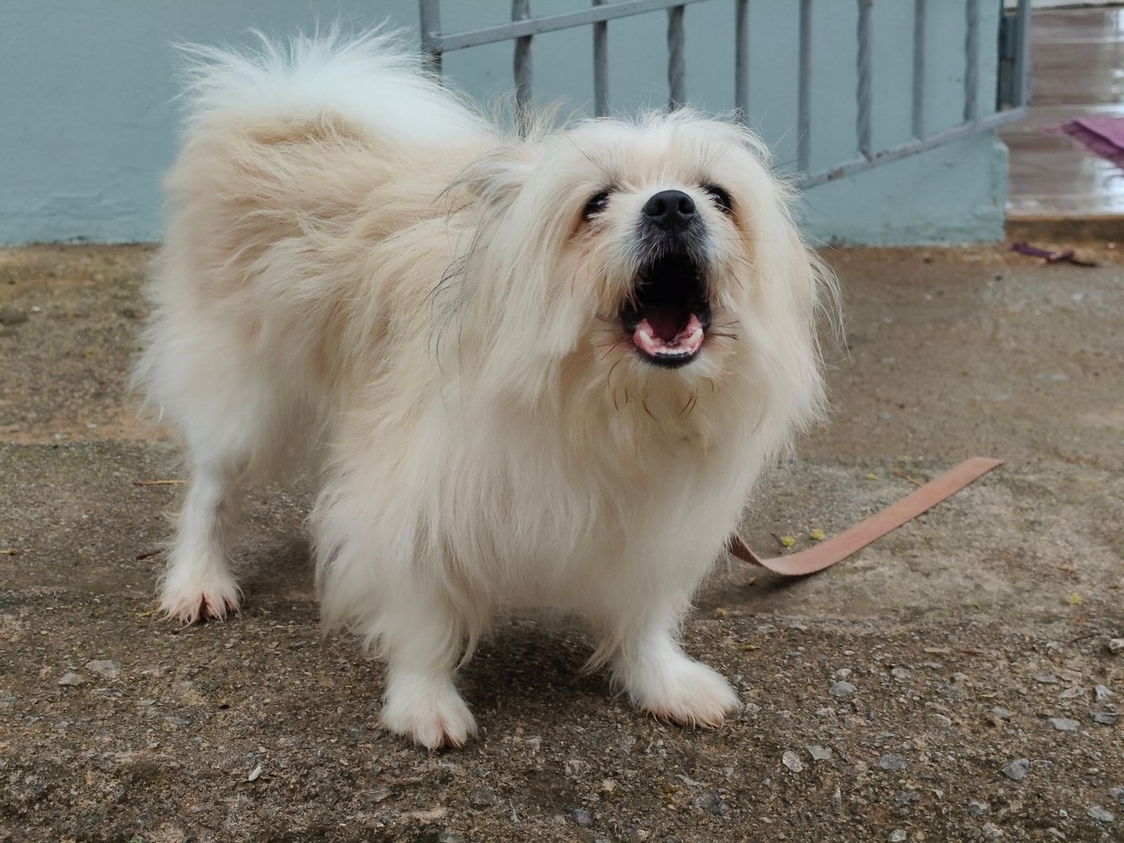 犬のリード反応性、それは攻撃ではなく本当は恐怖です