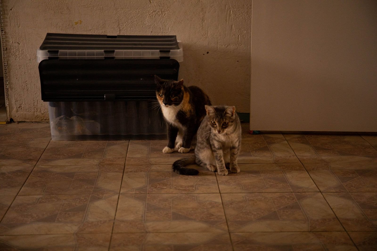Dos gatos sentados juntos frente a un único arenero cerrado en casa