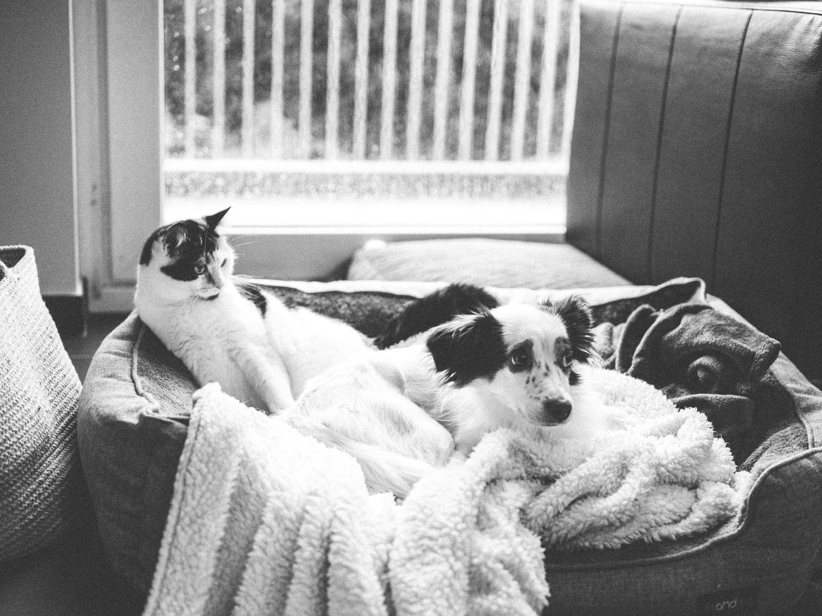 Gato y perro descansando juntos en la misma cama para mascotas en casa