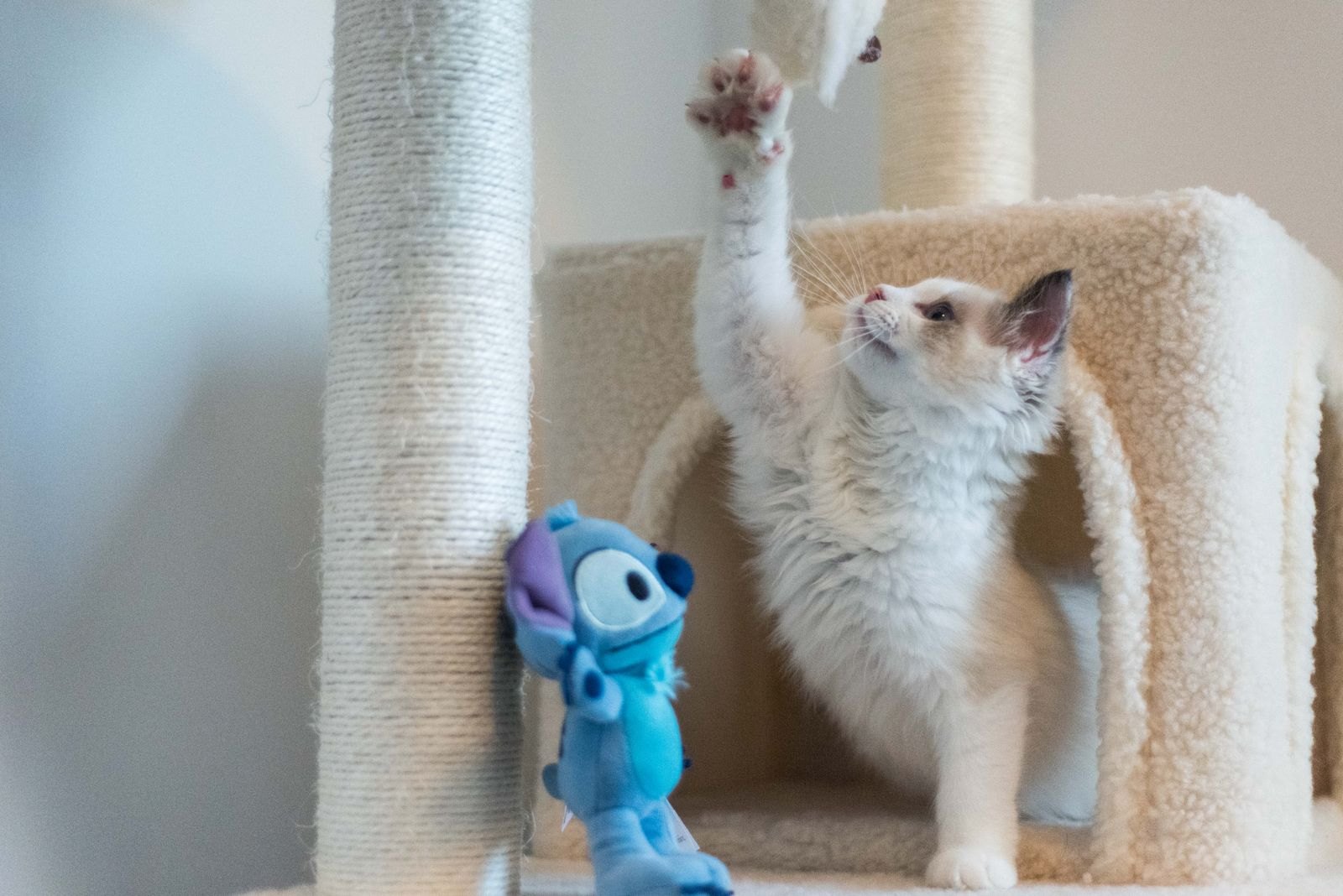 Gatito blanco estirándose para rascar un poste de sisal en un árbol para gatos
