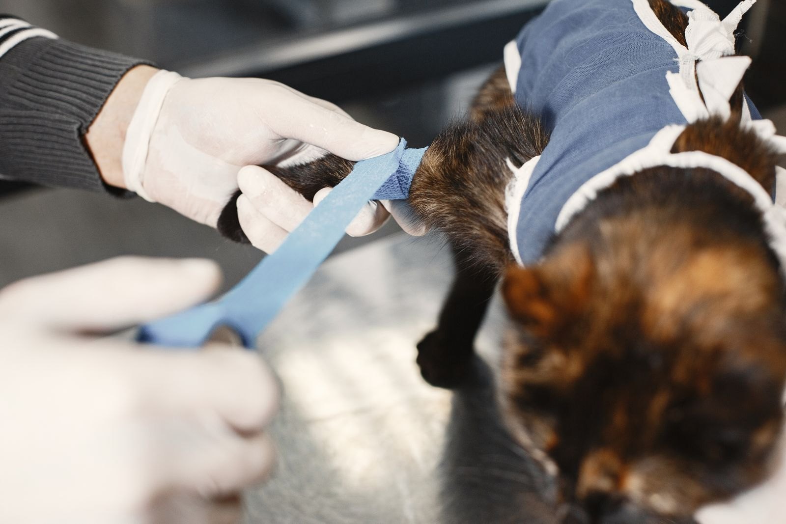 動物病院の診察で獣医師が手袋をした手で猫の前足を支えている様子