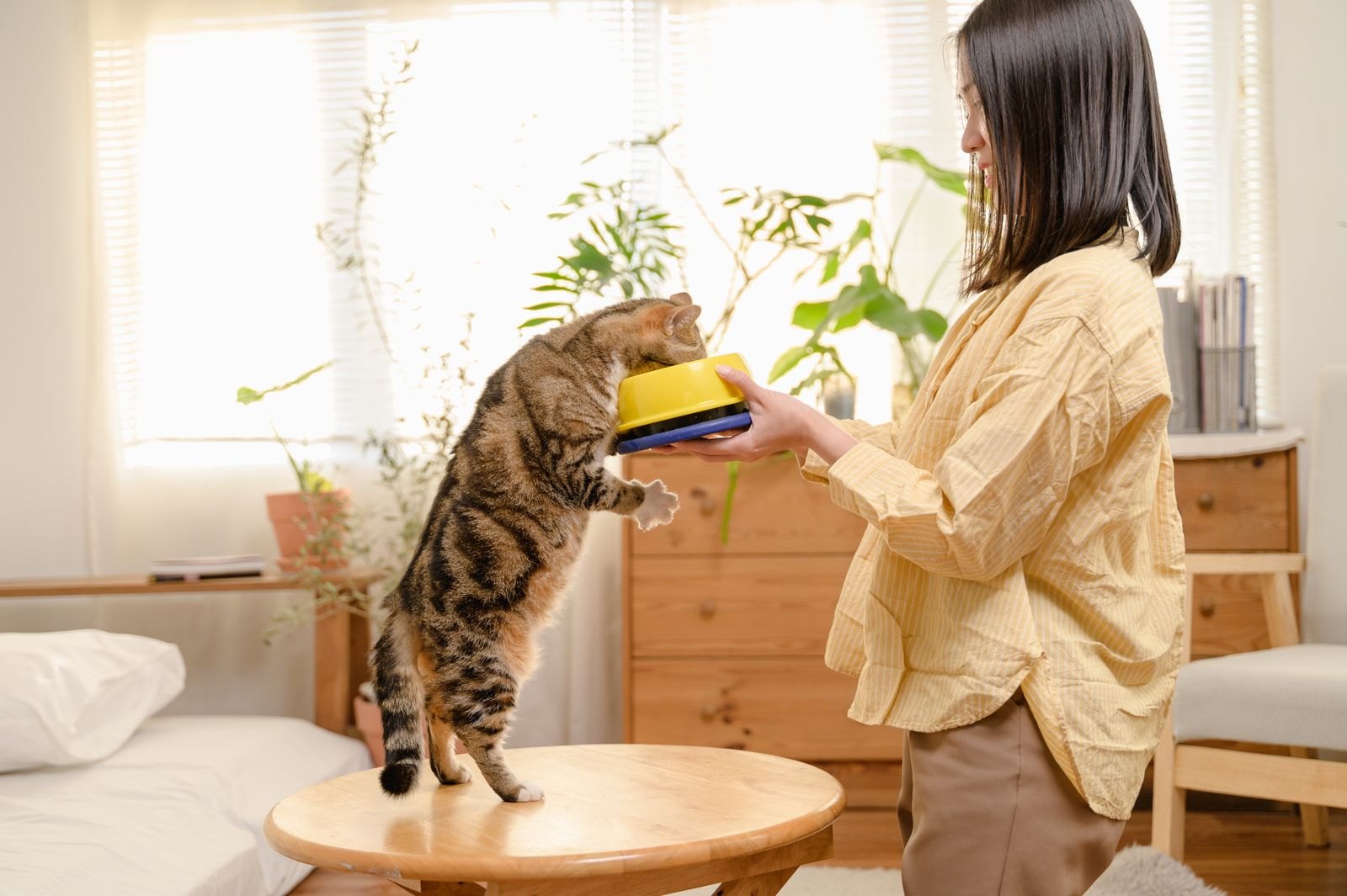 Une femme sert un repas mesuré à son chat qui se dresse sur ses pattes arrière