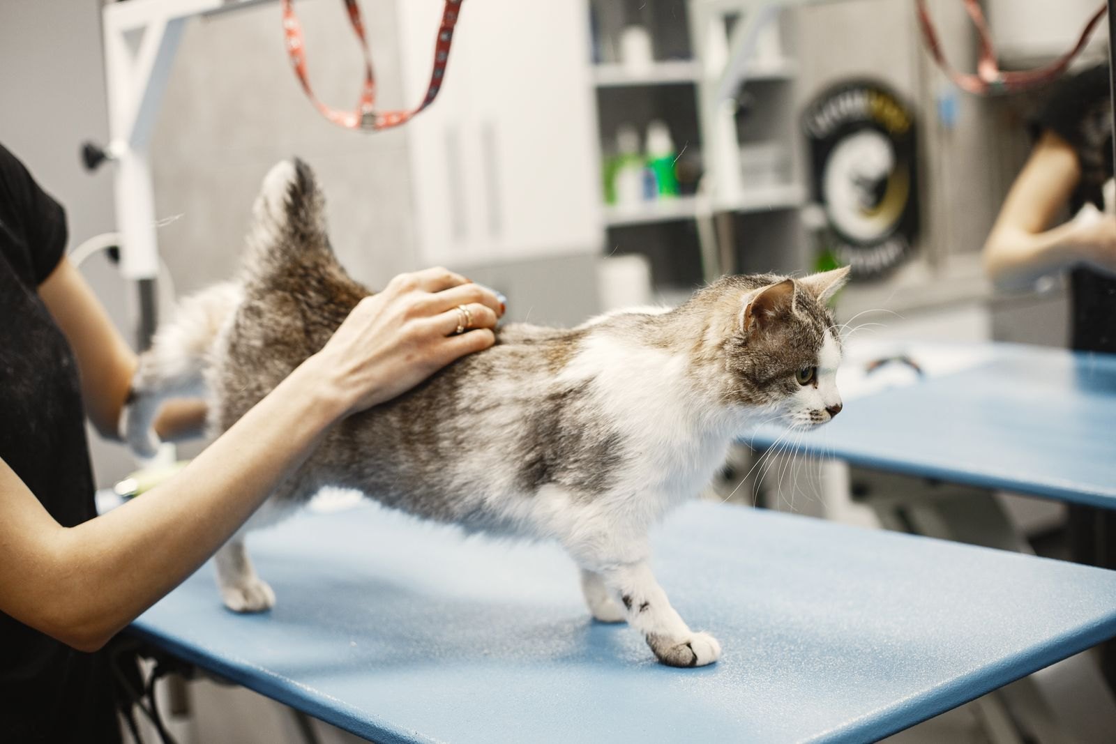 Chat sur une table de toilettage, une main posée sur son dos pendant un contrôle