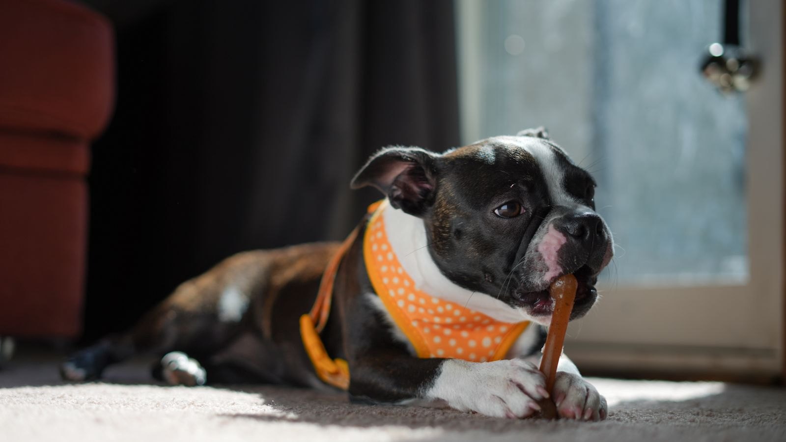 Un chien allongé mâchouille calmement une friandise à mâcher dans un coin tranquille de la maison