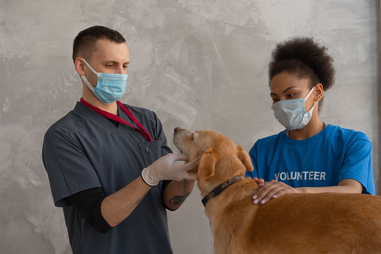 Une main examinant délicatement l'oreille d'un chien