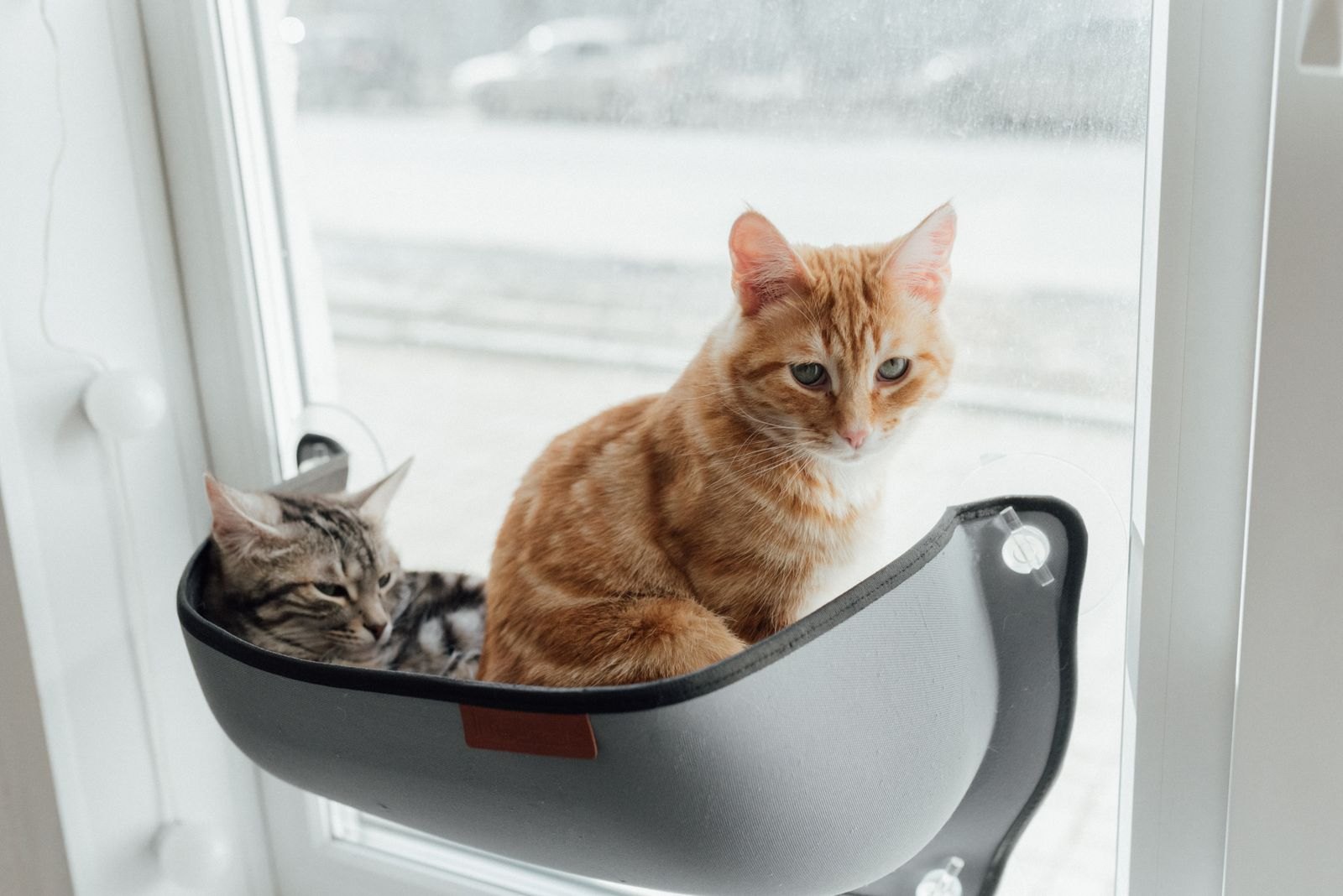 Deux chats installés sur un perchoir de fenêtre en train d’observer l’extérieur