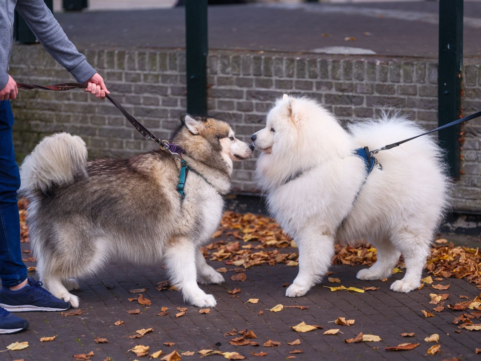 リードをつけた2頭の犬が出会って鼻を近づけ合っている様子