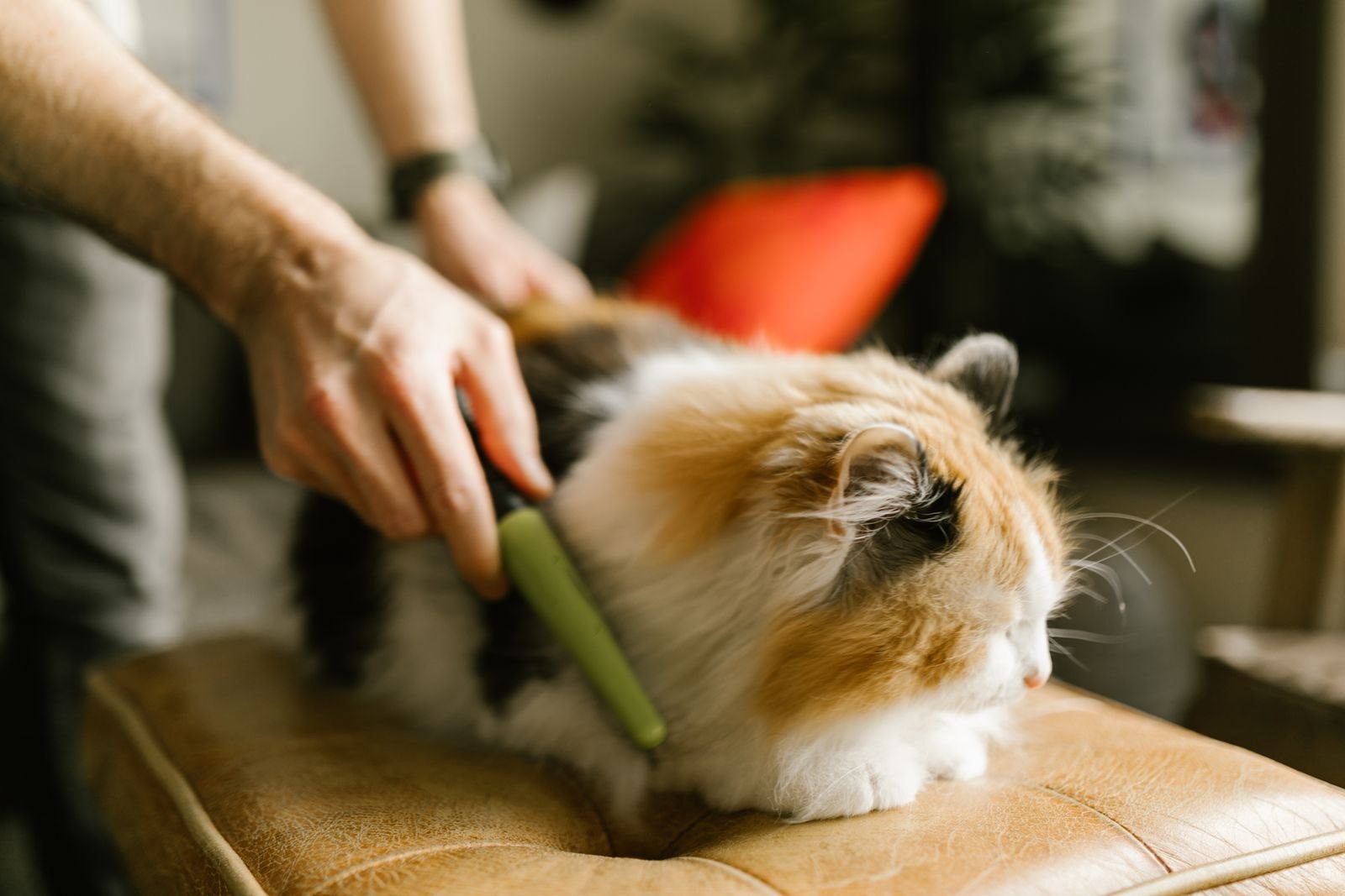 Gatto dal pelo lungo arancione e bianco spazzolato in casa