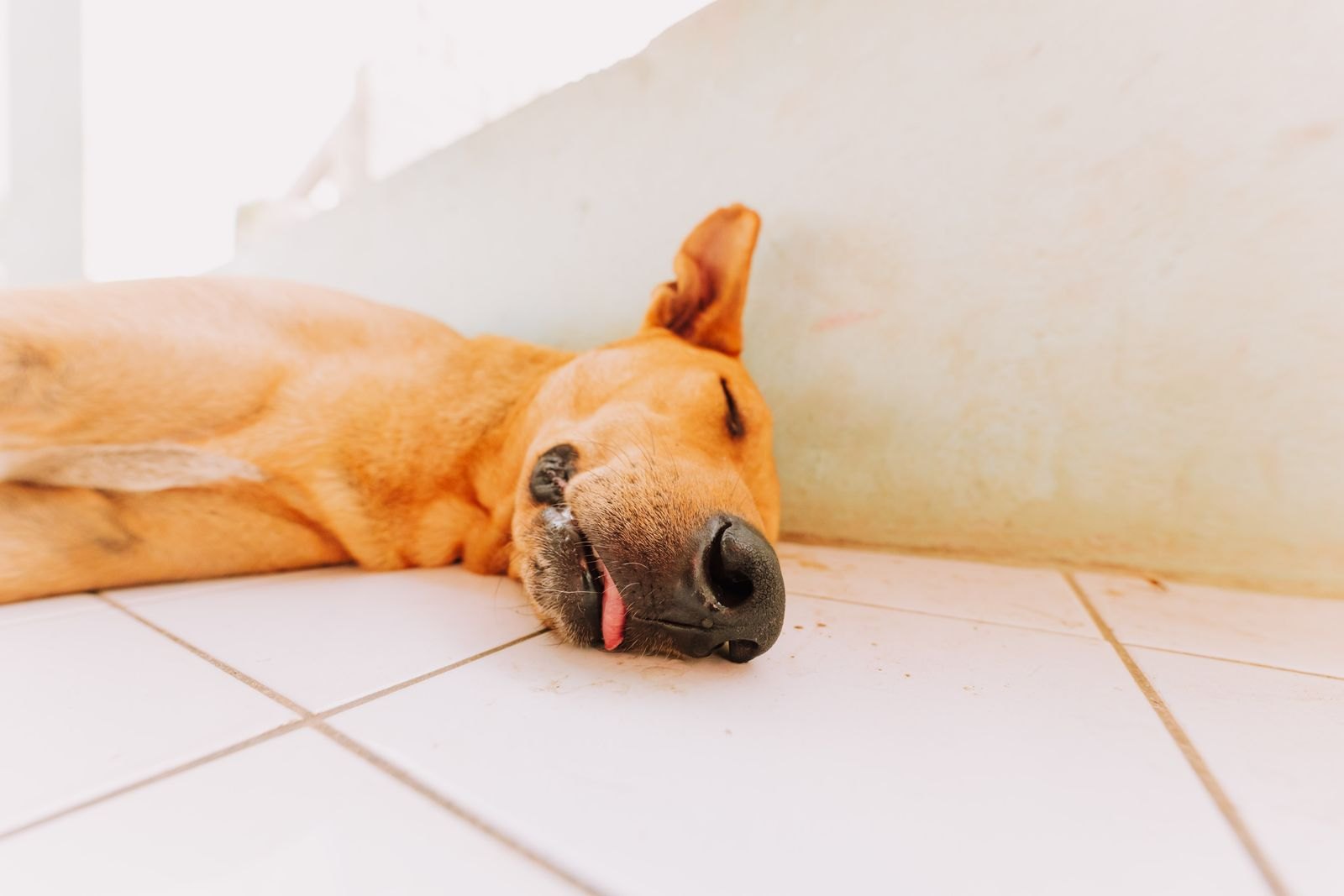Un cane color miele dorme sdraiato sul pavimento di casa, poco reattivo