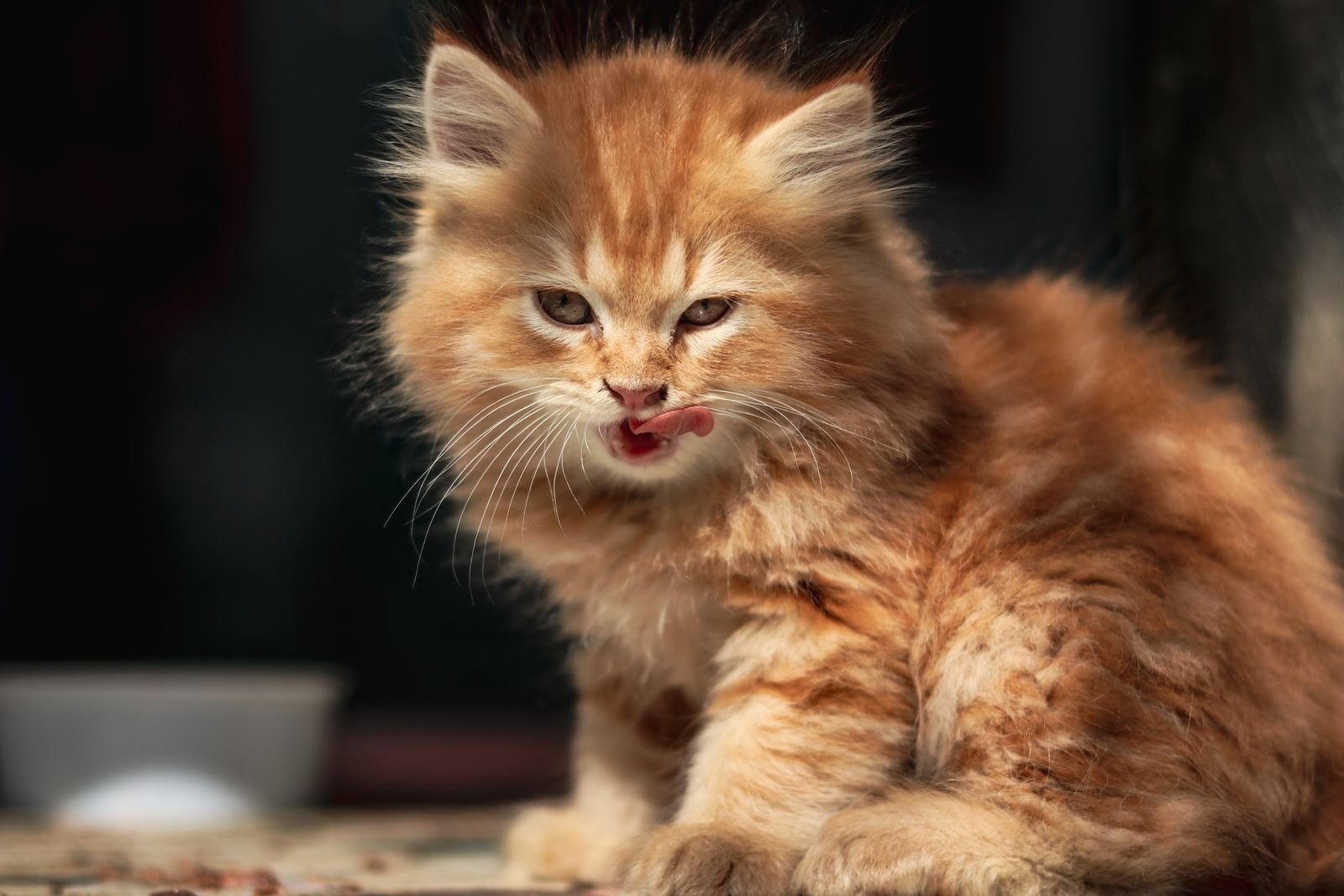 Gattino rosso soriano vicino a una ciotola di crocchette mentre si lecca il muso dopo aver mangiato