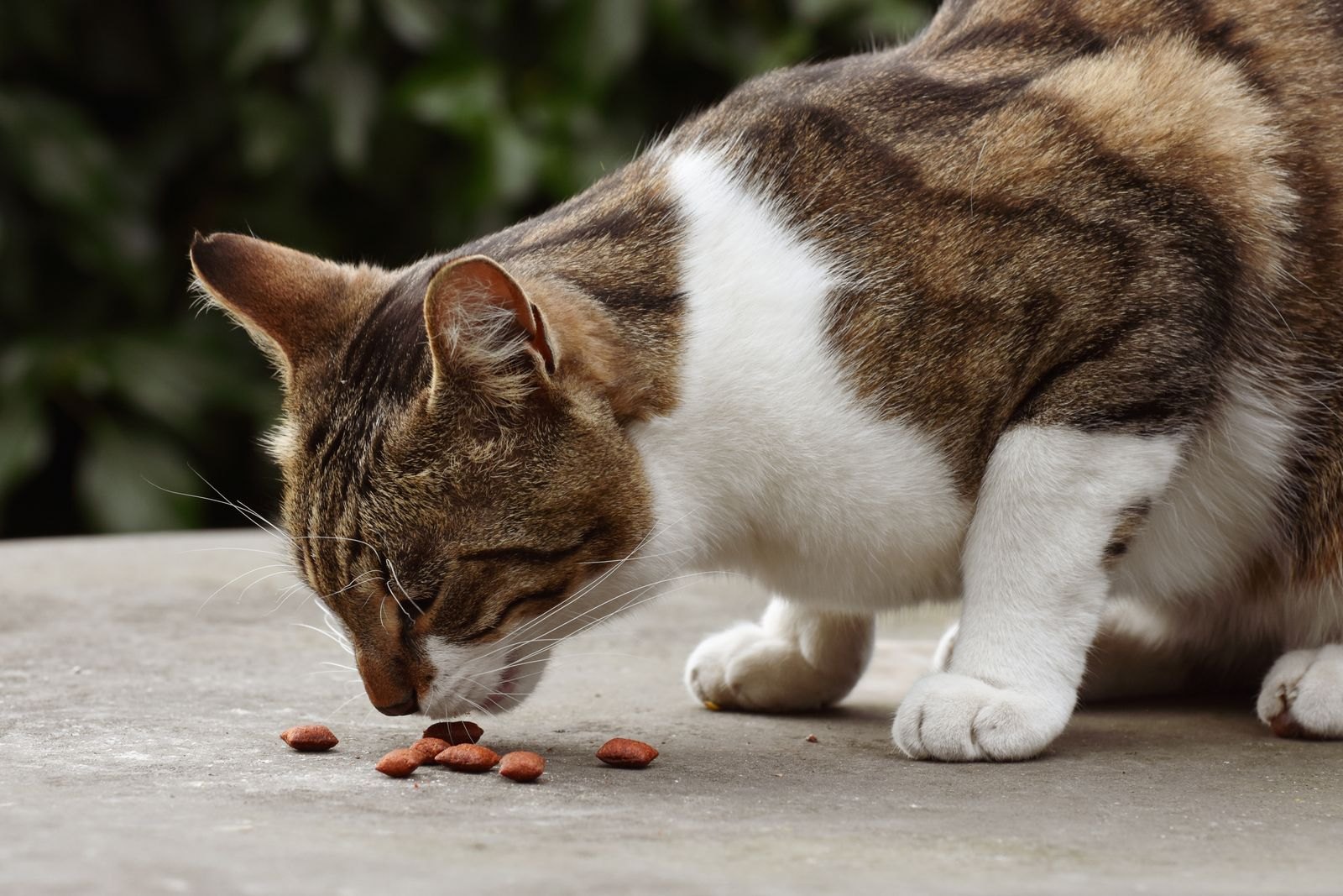 屋外でドライフードを食べる猫
