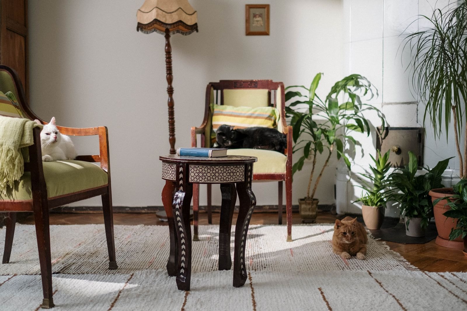 Tre gatti di colori diversi sparsi in un soggiorno di casa