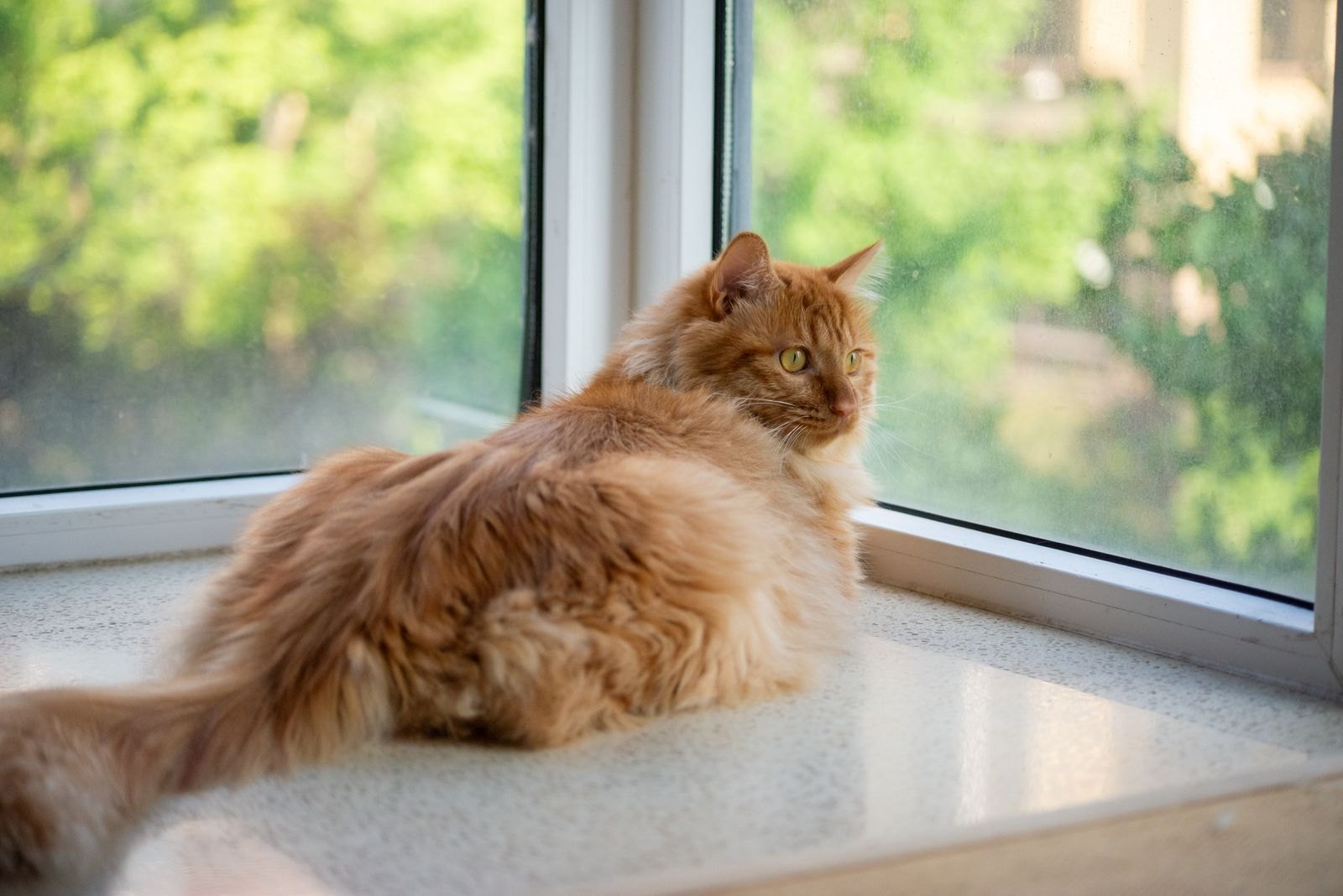 4 Cose da Sapere sul Trillo del Gatto alla Finestra
