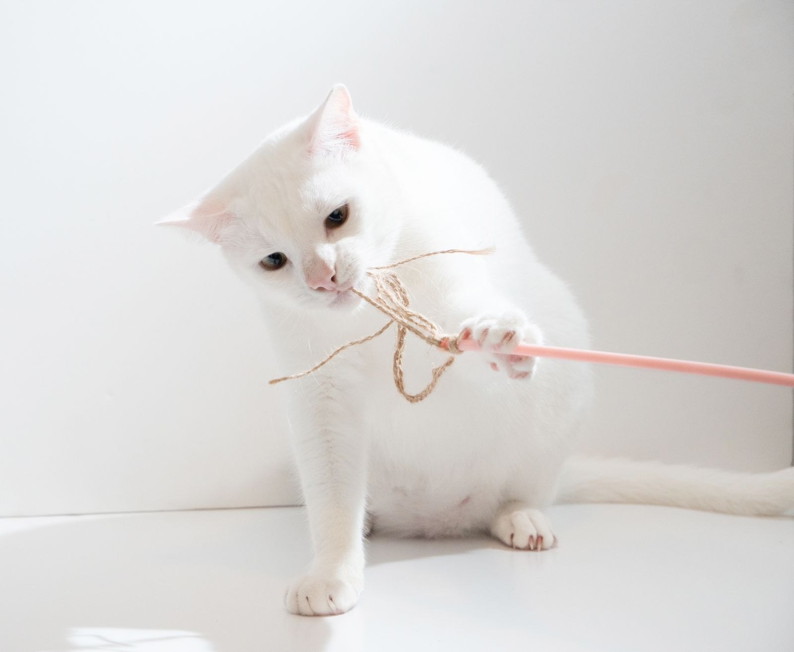Gatto bianco che gioca con una canna da pesca con piuma legata a un filo