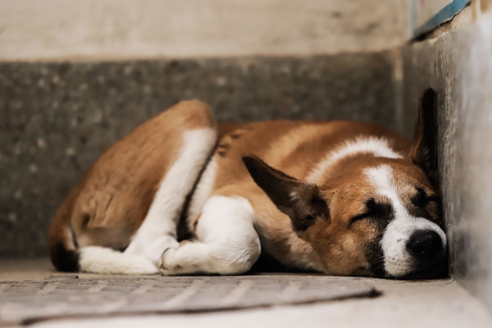 La Decompressione Non È Solo per i Cani Appena Adottati