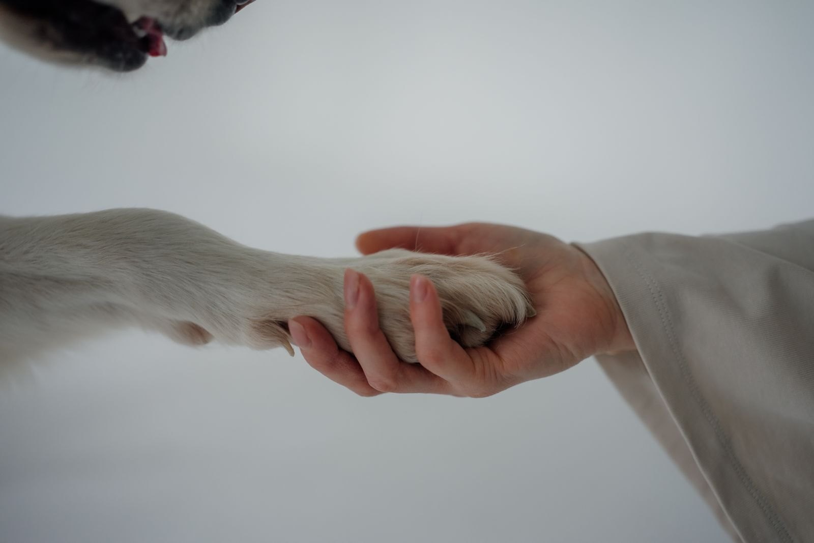 Mano che tiene delicatamente la zampa di un cane durante un controllo a casa