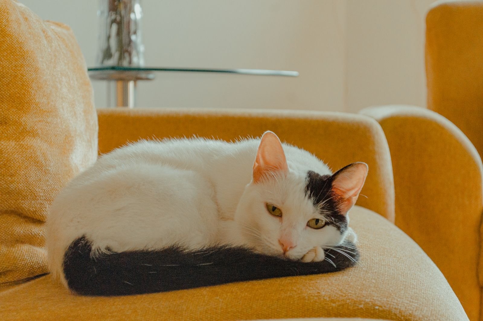 Kat rust ontspannen opgekruld op de bank