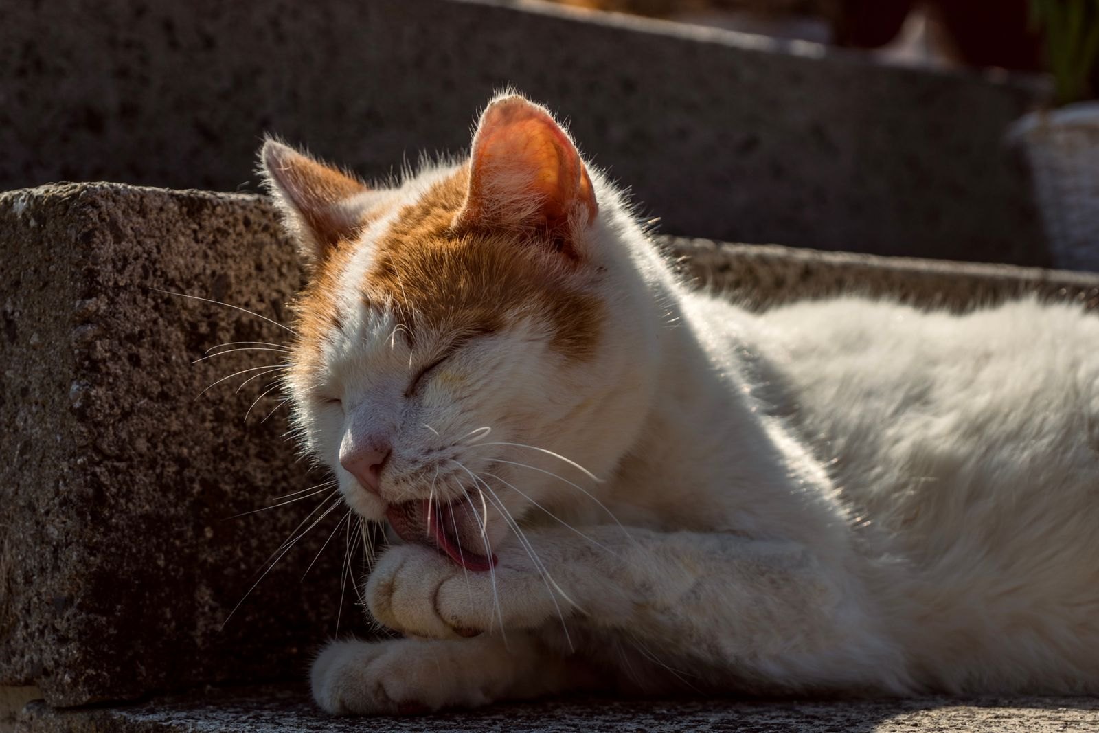 Kat wast en verzorgt zichzelf grondig in de zon