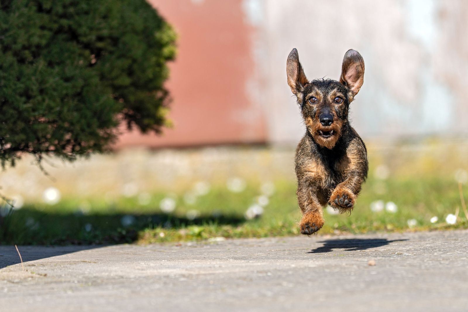 Een opgewonden hond rent met flapperende oren over straat