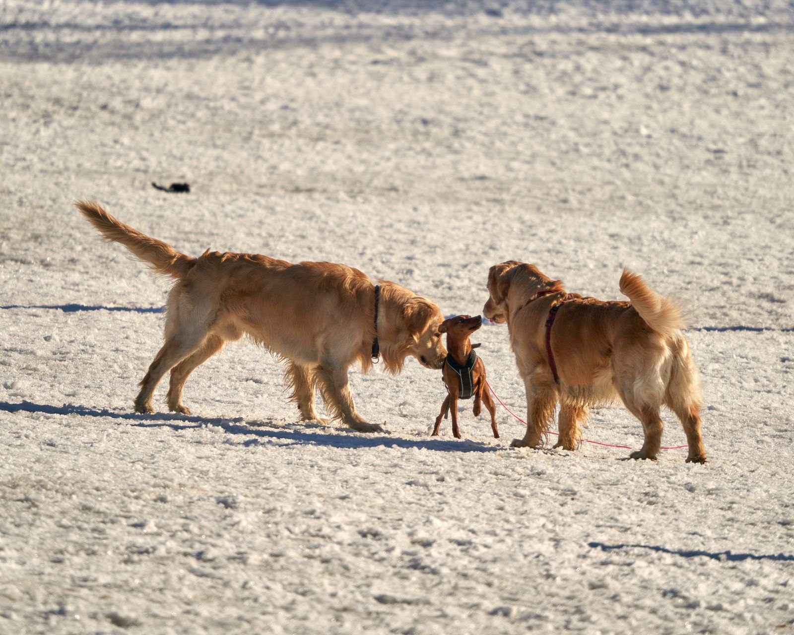 Meerdere honden spelen en snuffelen samen los buiten, zoals in een losloopgebied