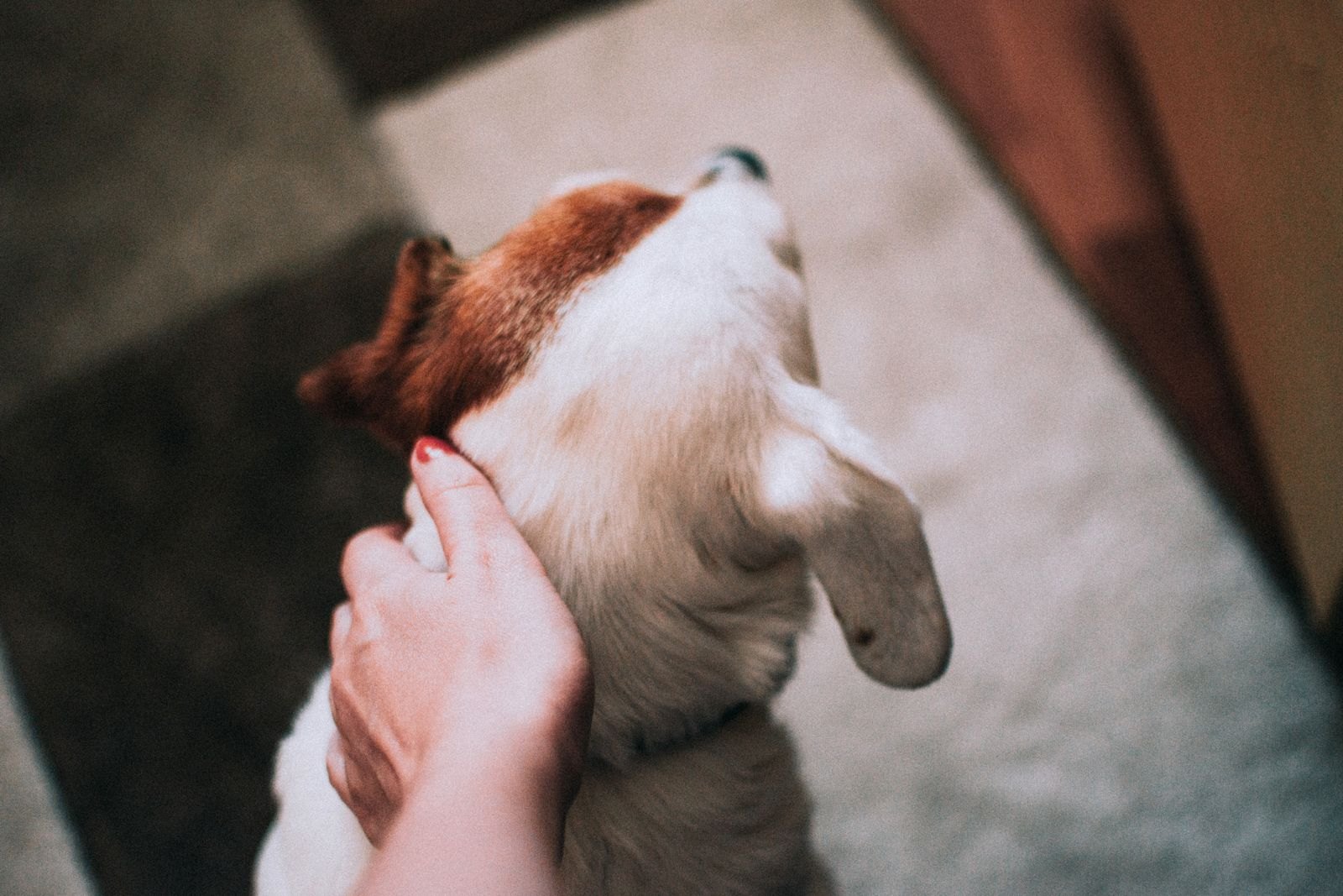 Close-up van een hand die voorzichtig het oor van een hond aanraakt tijdens een verzorgingsmoment