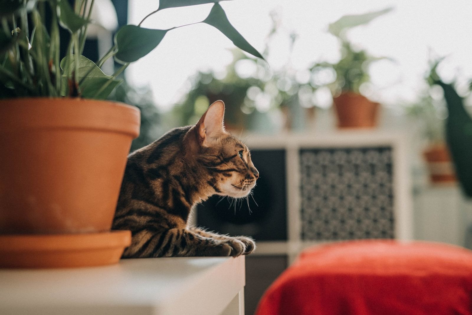 Kat kijkt nieuwsgierig naast een kamerplant in een woonkamer vol planten