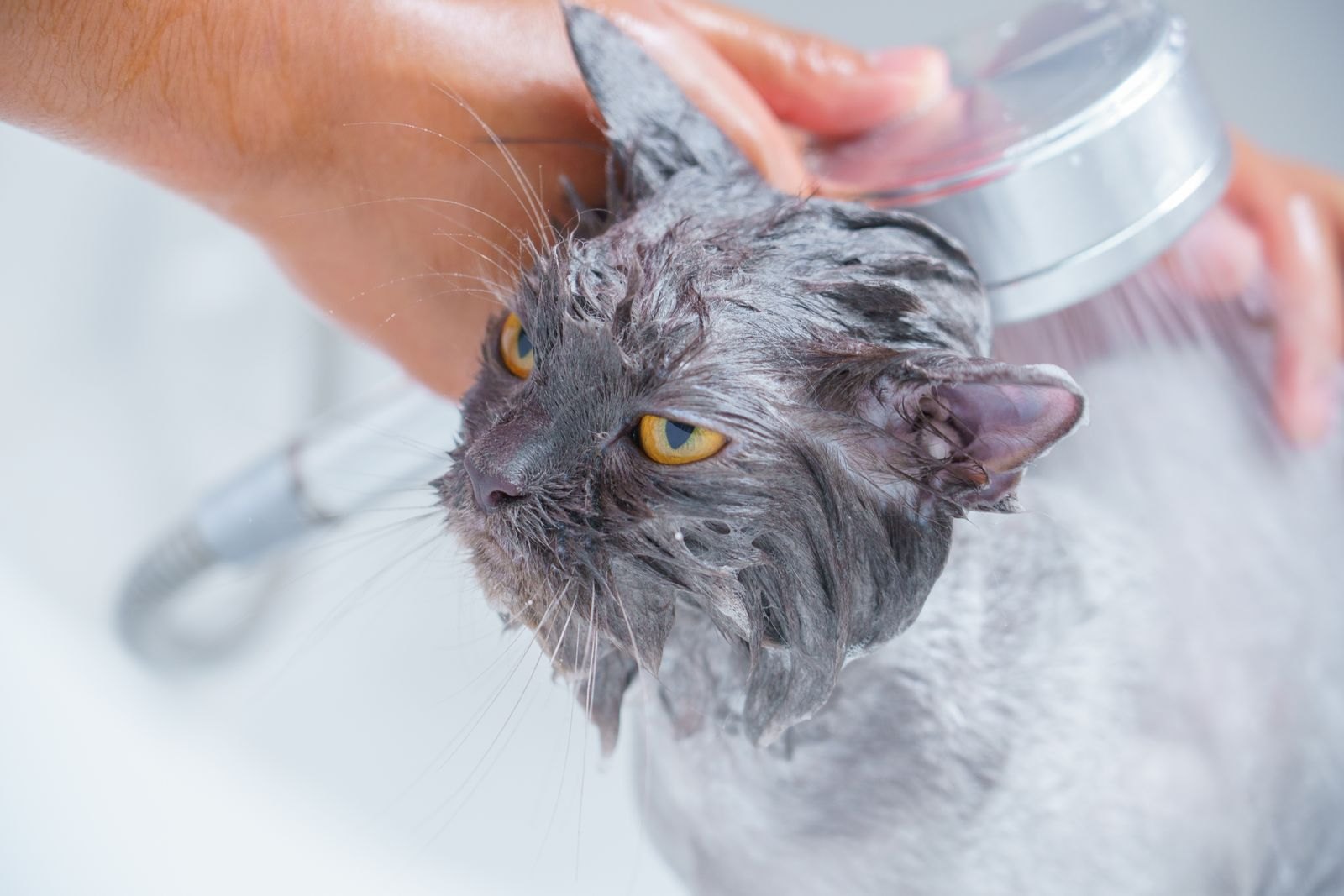 Gewone Kat Baden vs Naaktkat Baden: Niet Dezelfde Regels