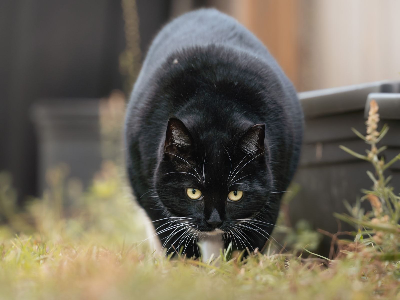 Een zwarte kat in ineengedoken sprinkhaanhouding, laag bij de grond en met gefixeerde blik op zijn prooi