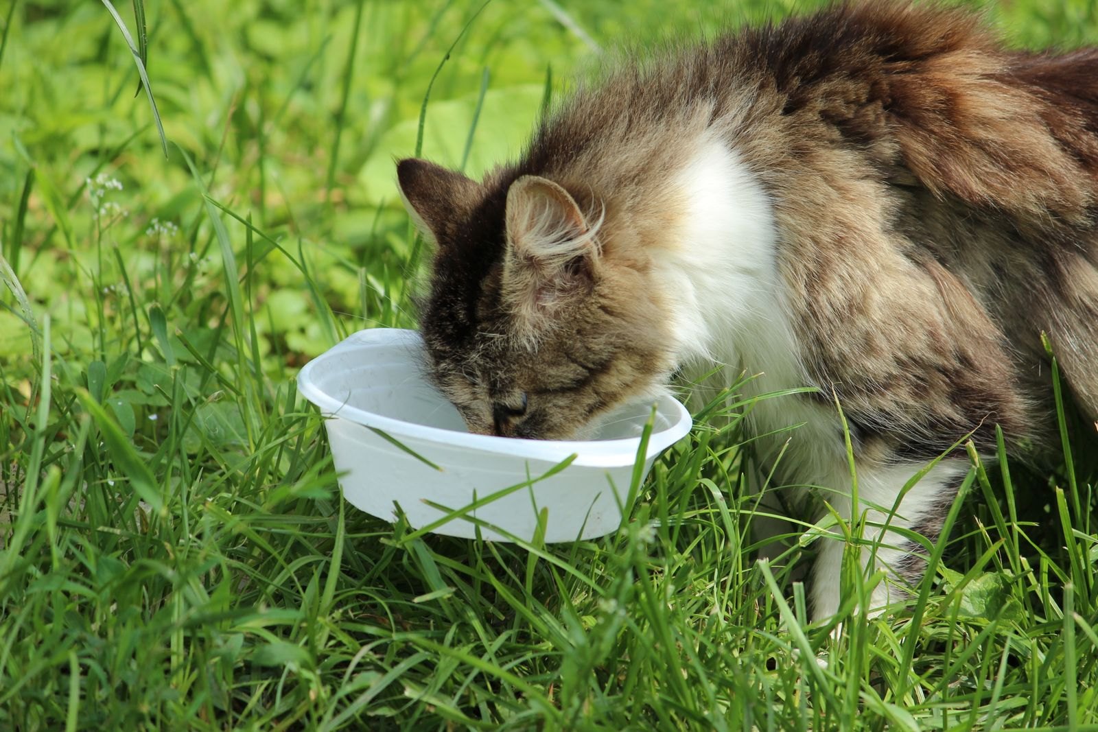'고단백' 표시가 놓치는 고양이 필수 영양소, 타우린