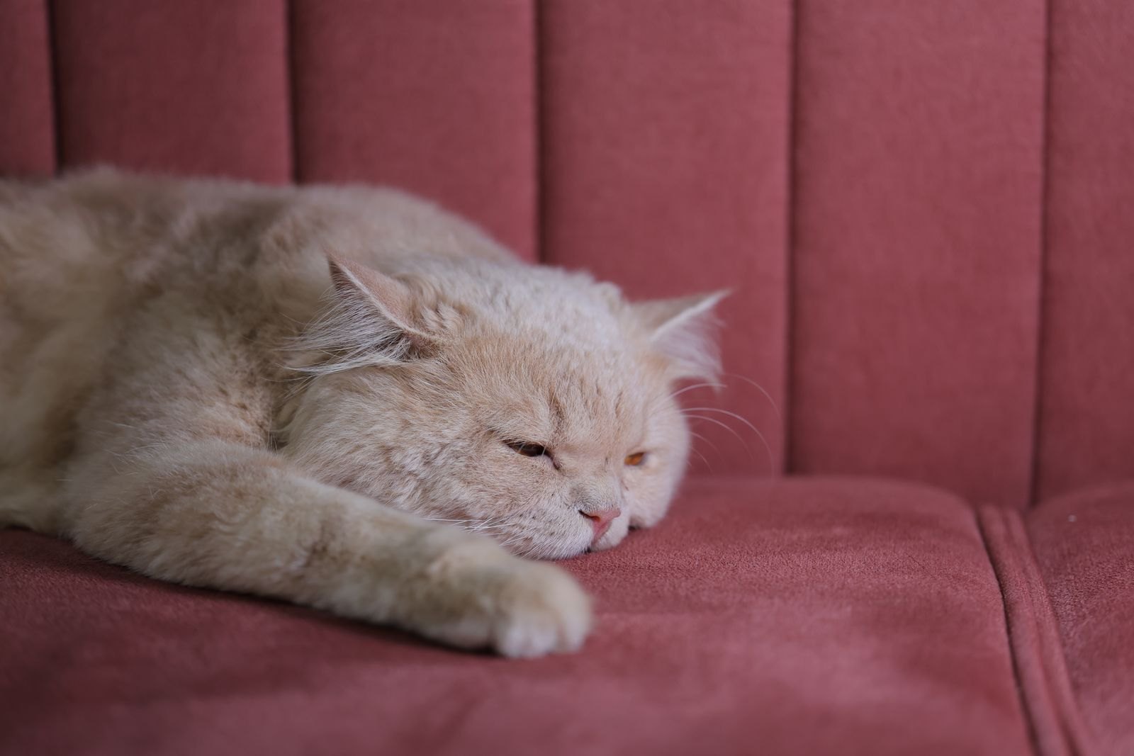 Lichtgekleurde kat met halfgesloten ogen, lusteloos liggend op een bank
