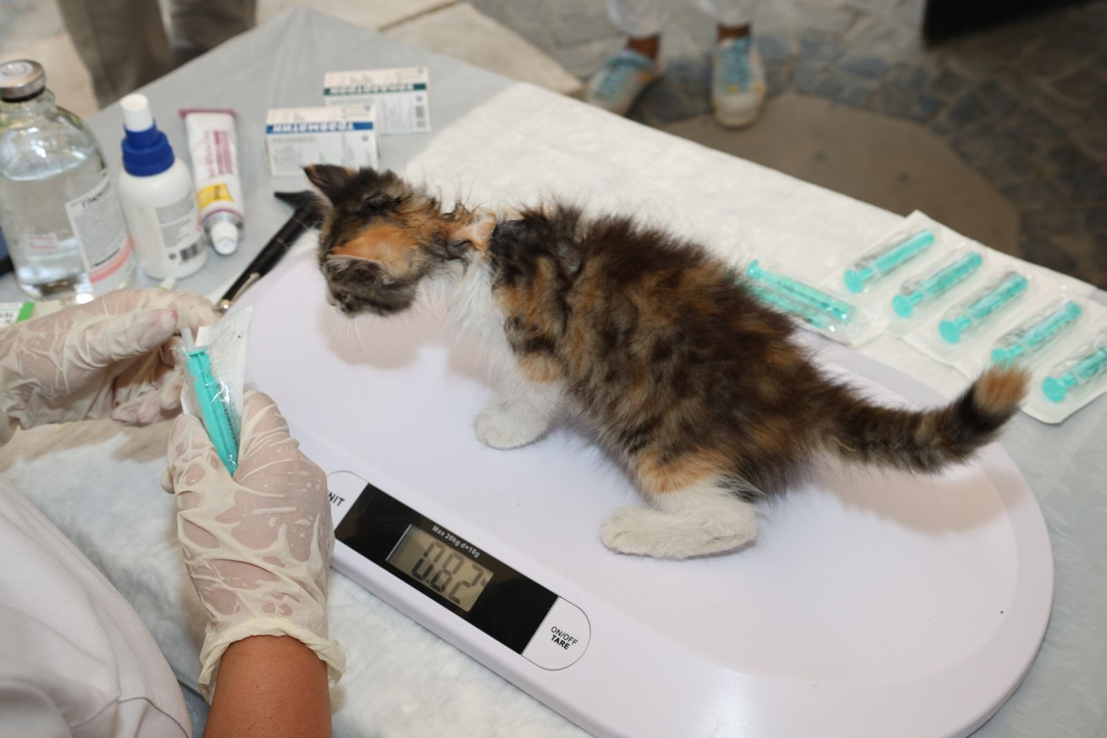 Kitten wordt gewogen op een digitale weegschaal tijdens een dierenartsconsult