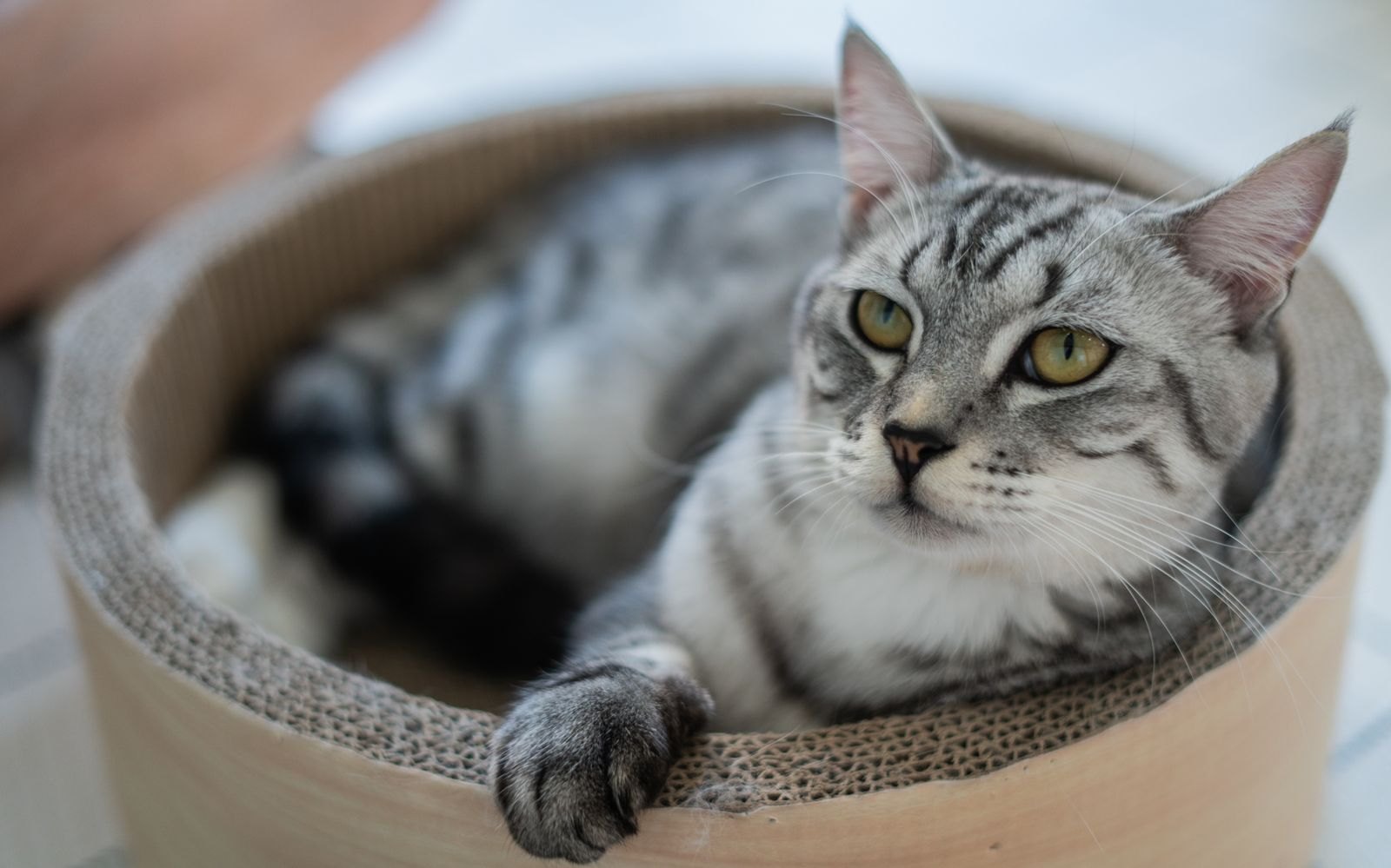 Kat ligt ontspannen in een rond kartonnen krabtonnetje