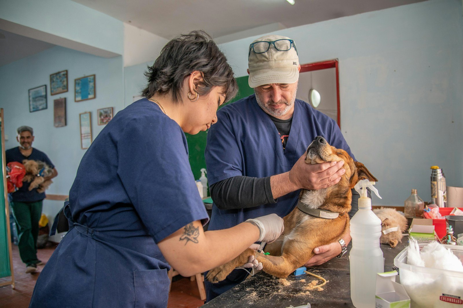 5 Dingen Die een Nieuwe Bult Bij Hond of Kat Kan Zijn