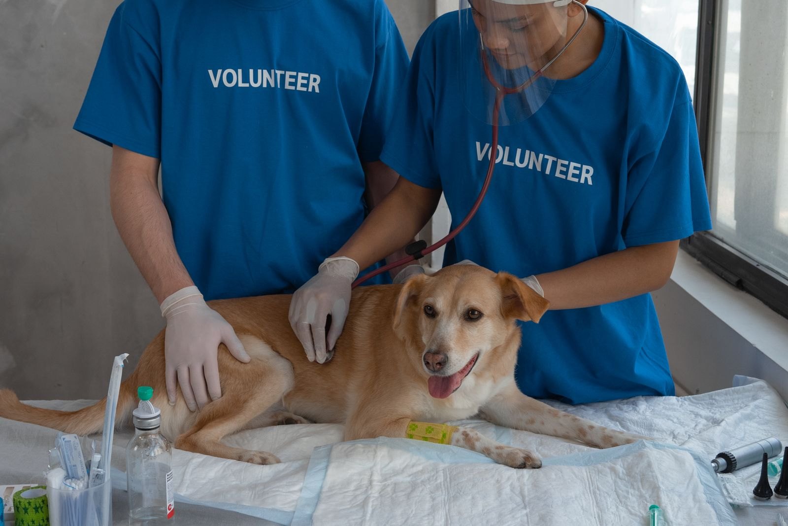 Twee dierenartsassistenten onderzoeken een hond met een stethoscoop op een behandeltafel