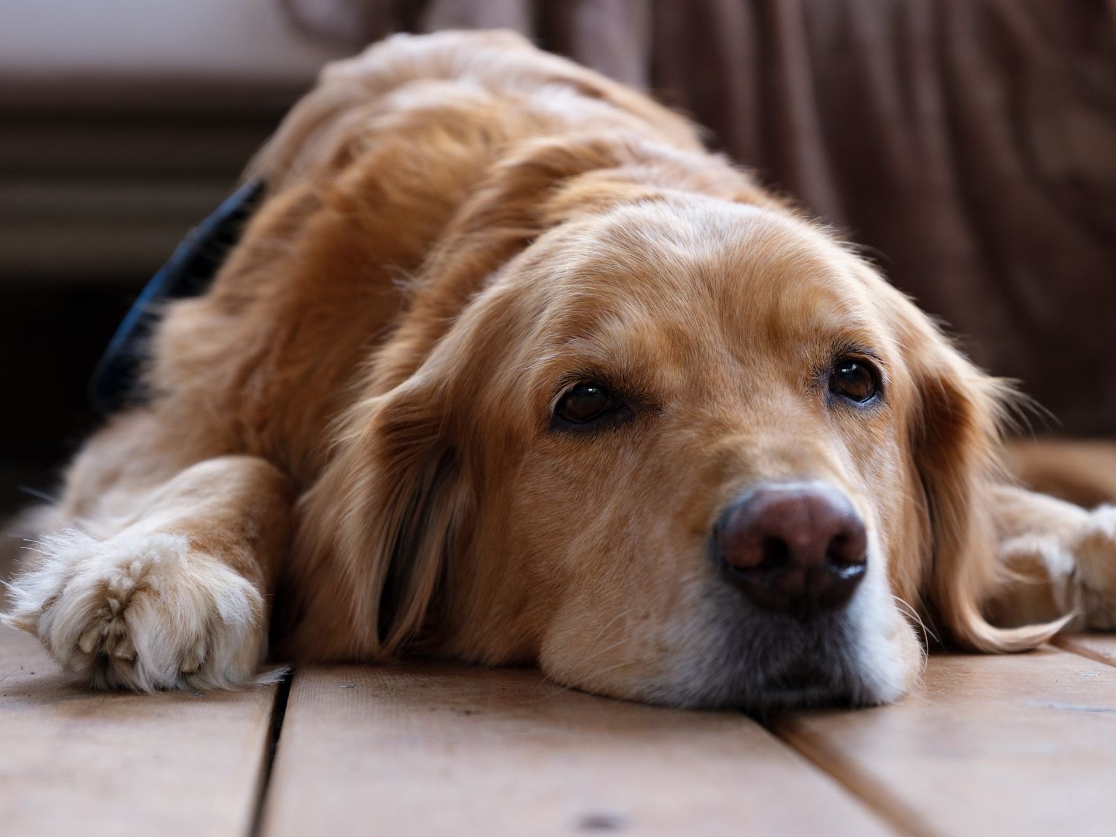 床でリラックスして休む、鼻先が白くなった高齢犬のクローズアップ
