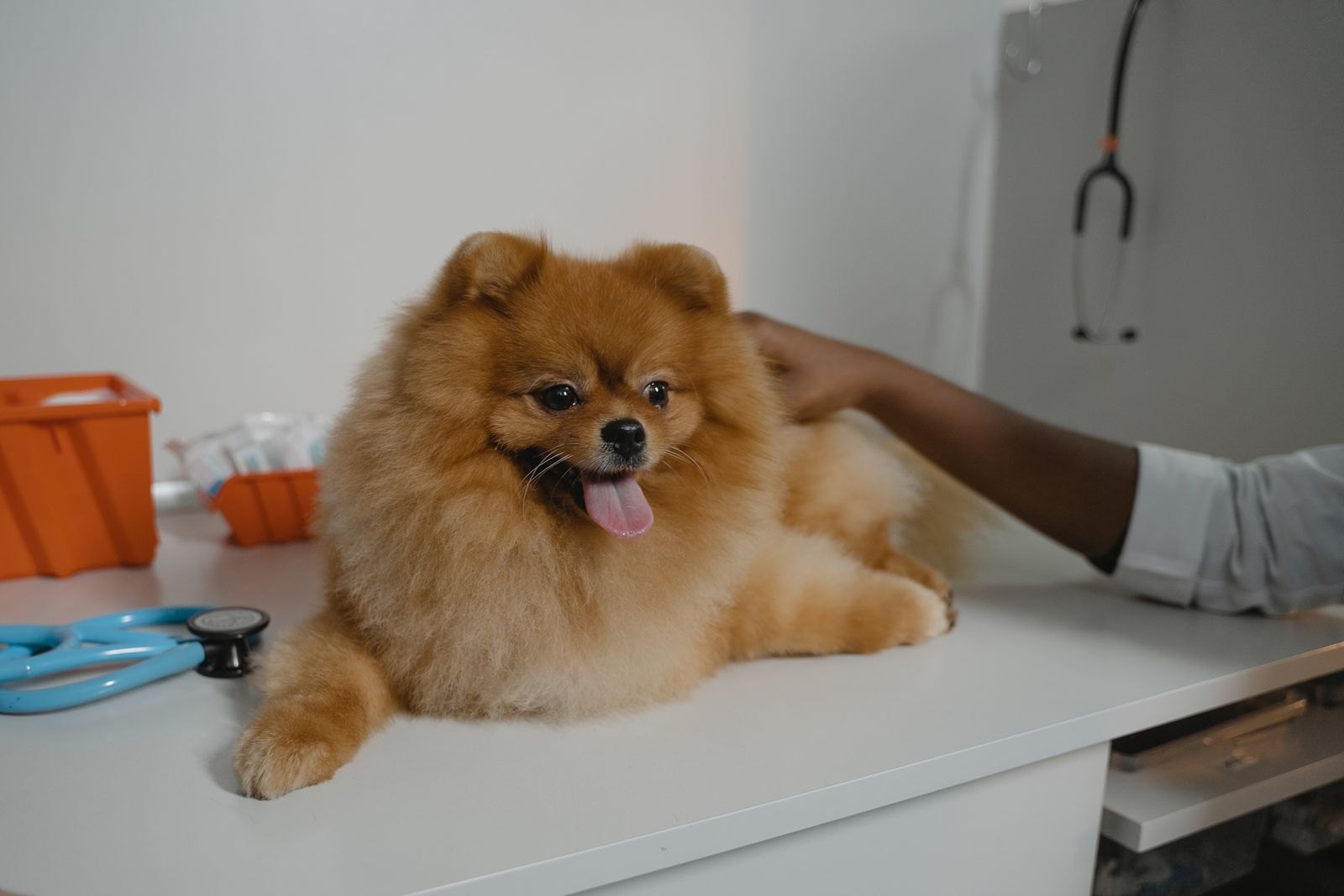 Dierenarts onderzoekt een kleine hond met een stethoscoop op de behandeltafel