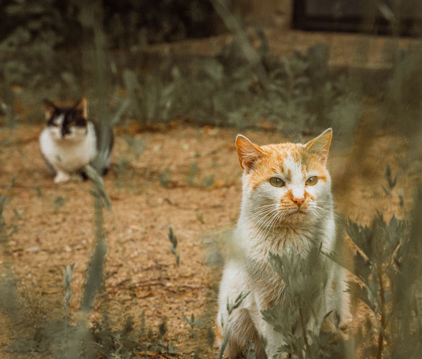 Twee katten die elkaar afwachtend aankijken op de vloer van een keuken