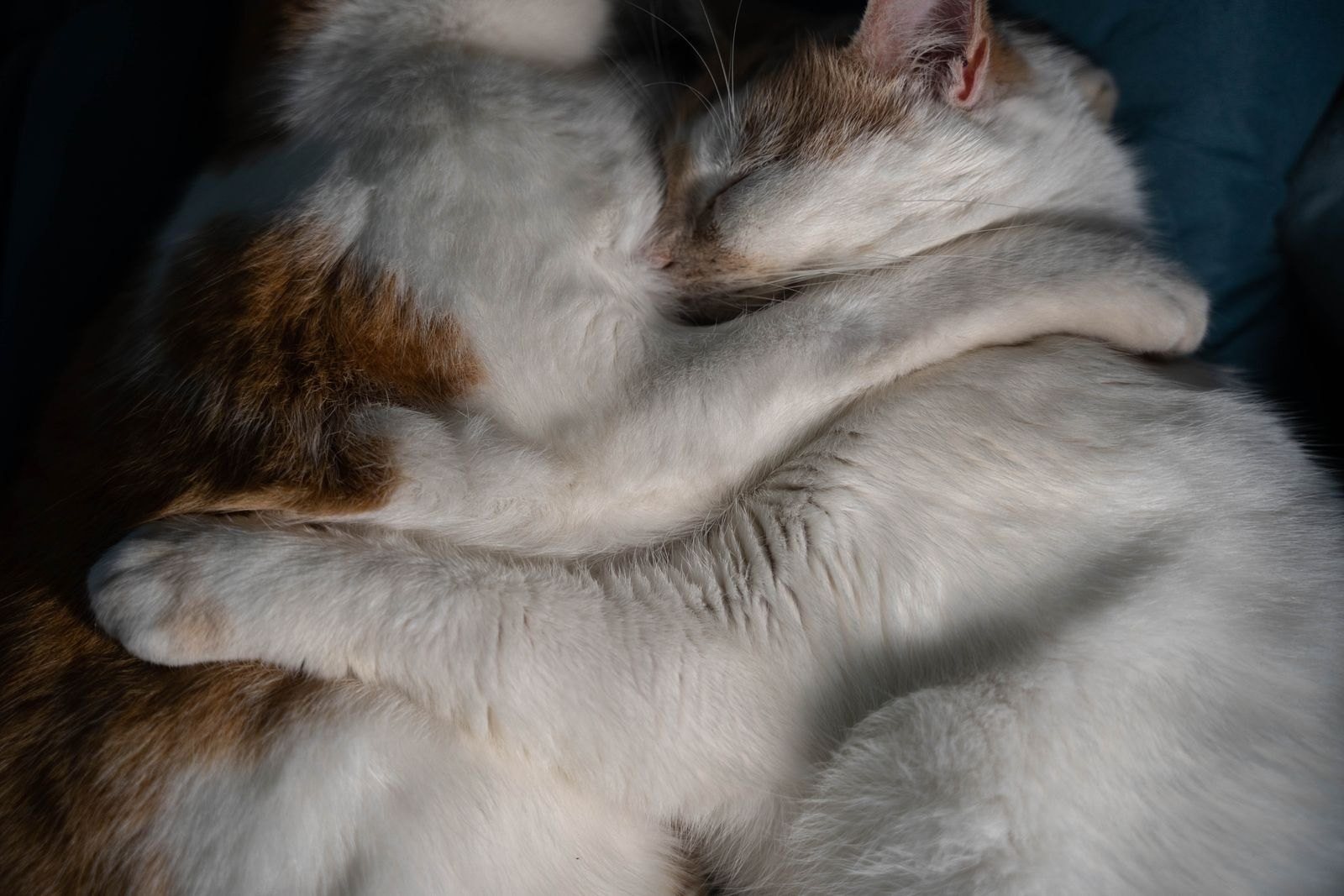 Twee katten drukken met gesloten ogen hun kopjes tegen elkaar aan, een vorm van allorubbing tussen katten die elkaar vertrouwen