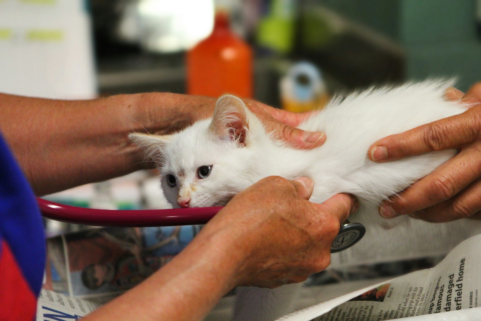 En veterinär undersöker en vit kattunge med stetoskop