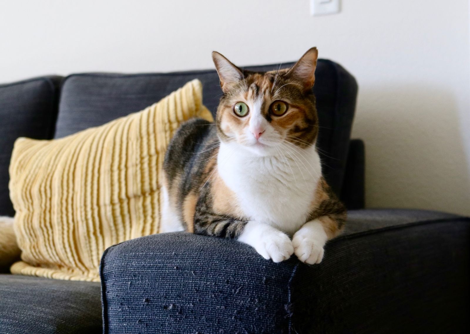 En katt sitter uppmärksamt i soffan och reagerar på ljud i rummet