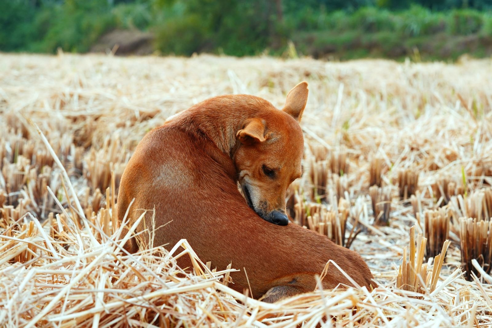 Foderallergi Hos Hund Är Inte Vad De Flesta Tror
